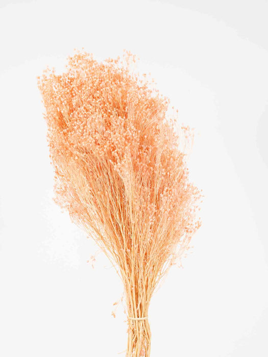 BROOM BLOOM » dusty pink - VIRNA