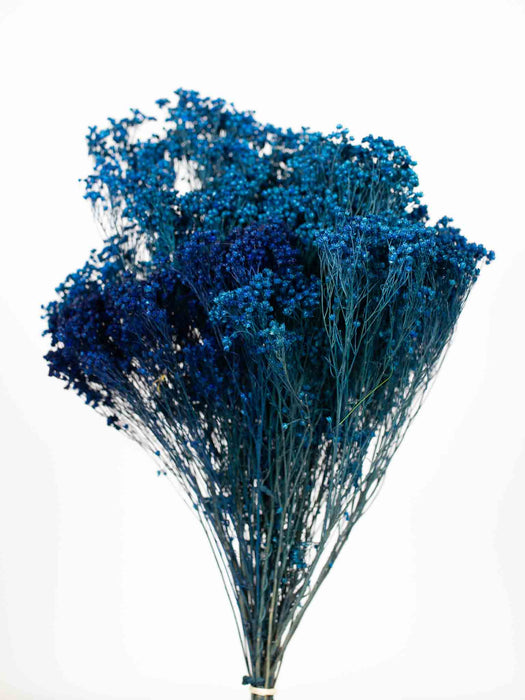 BROOM BLOOM » blu - VALERIA