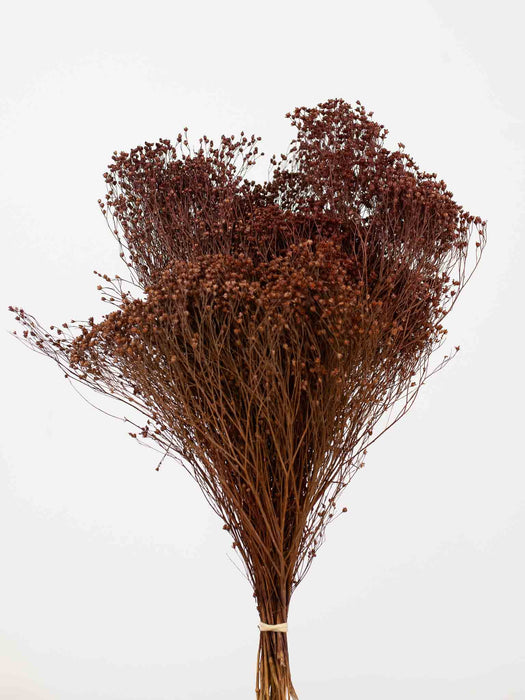 BROOM BLOOM » brown - MIRTA