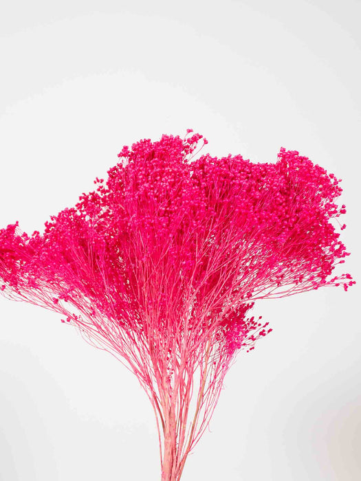 BROOM BLOOM » fucsia - ELSA