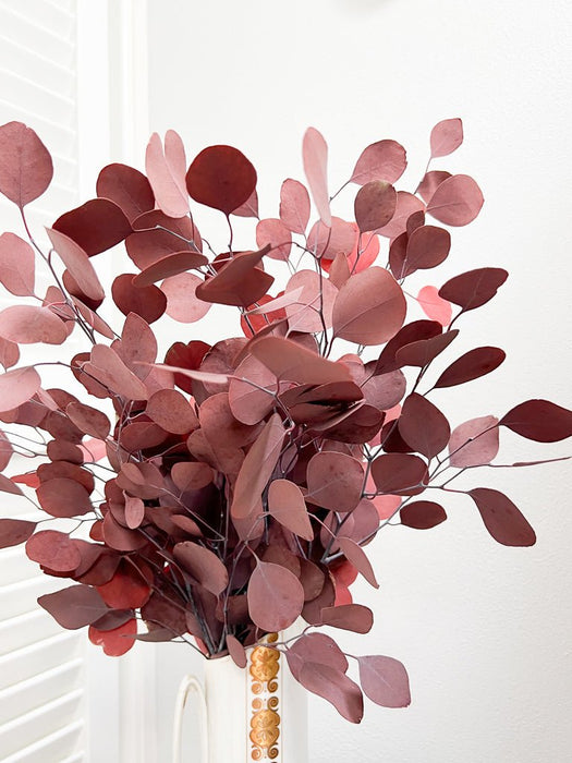 EUCALYPTUS POPULUS » red preserved