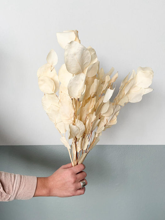 EUCALYPTUS POPULUS» white dried