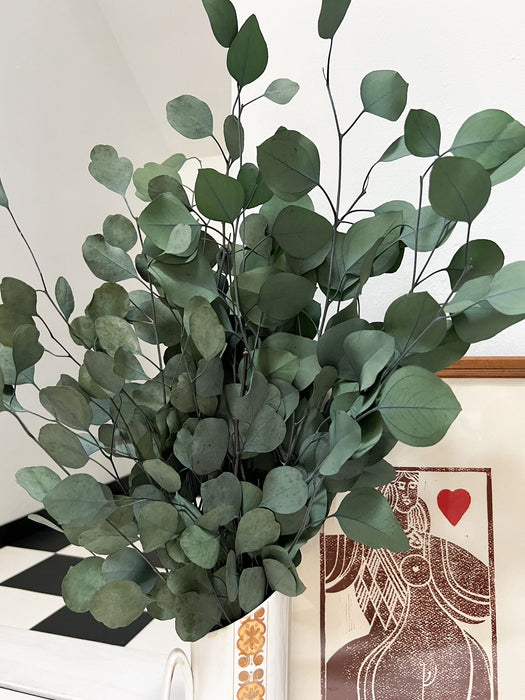 EUCALYPTUS POPULUS» green preserved