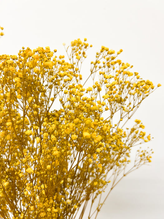 GYPSOPHILA » yellow preserved