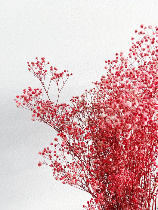 GYPSOPHILA » dark pink preserved