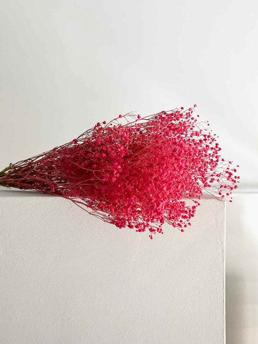 GYPSOPHILA » fuchsia preserved