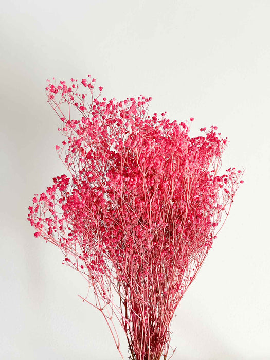 GYPSOPHILA » fuchsia preserved