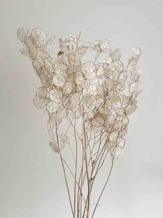 LUNARIA » natural - LUNA