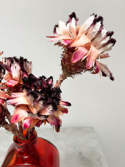 NERIFOLIA » pink dried