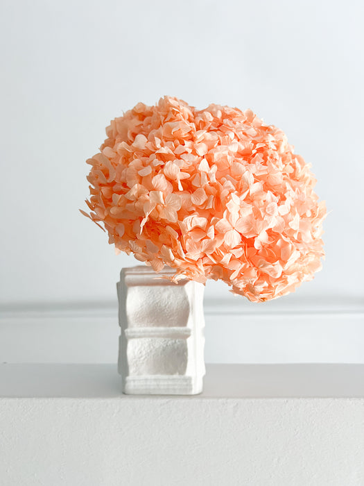 HYDRANGEA » light orange preserved premium