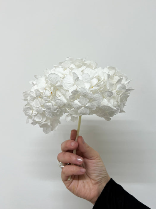 HYDRANGEA » white preserved premium