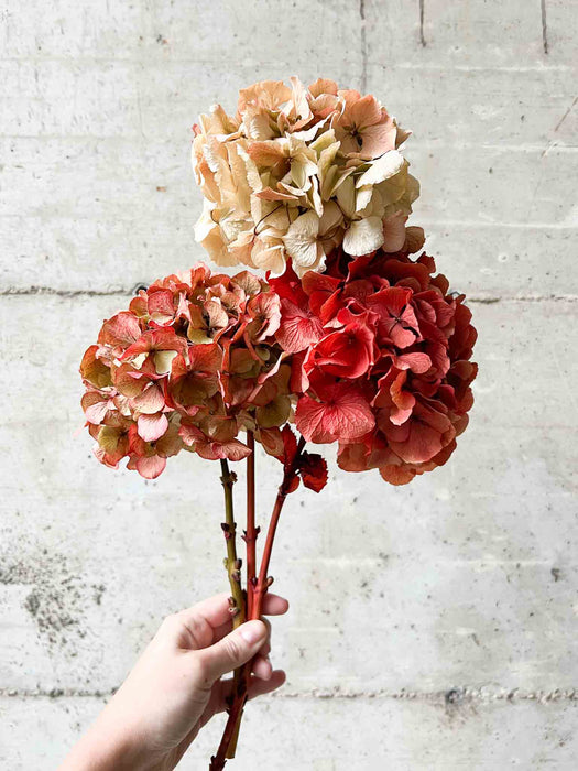 HYDRANGEAS » coral dried with shaded tones