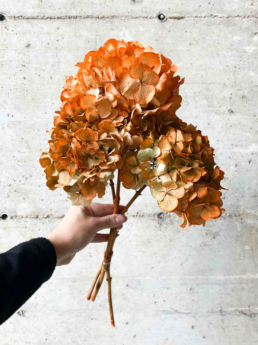 HYDRANGEAS » orange dried with shaded tones