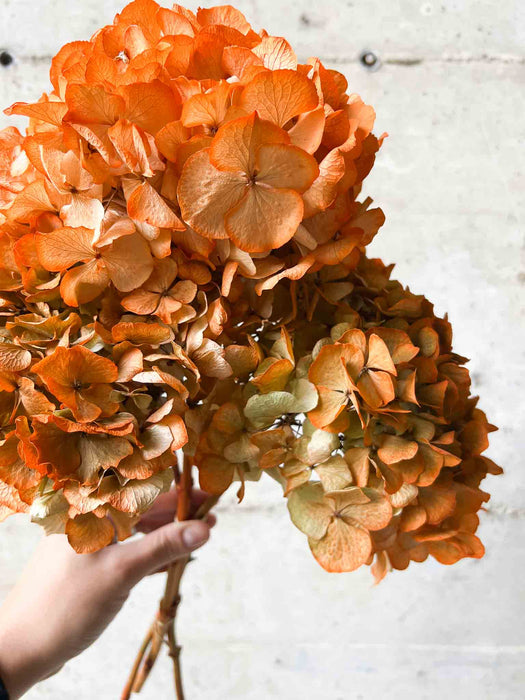 HYDRANGEAS » orange dried with shaded tones