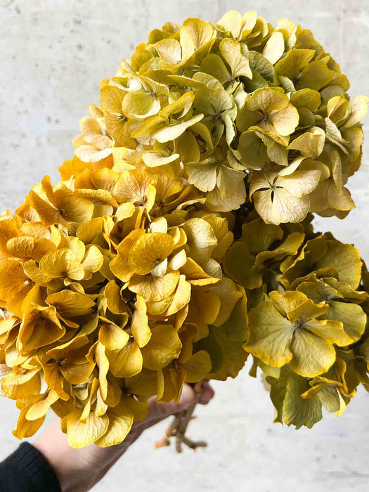 HYDRANGEAS » orange dried with shaded tones