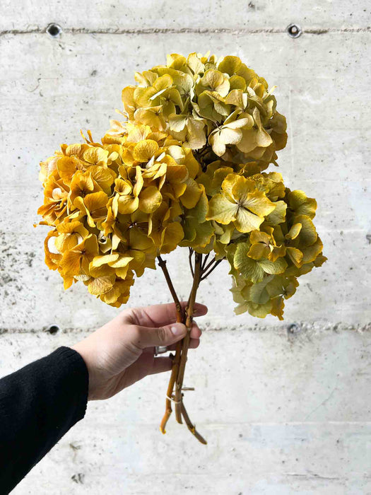 HYDRANGEAS » orange dried with shaded tones