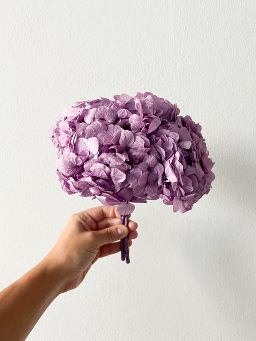 HYDRANGEA » lavander preserved premium