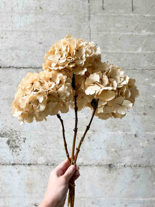 HYDRANGEAS » natural dried - LEONARDA