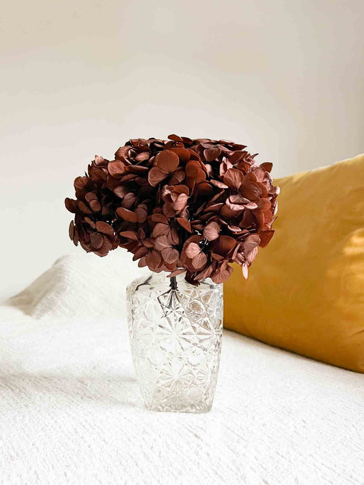 HYDRANGEA » premium preserved brown - COSIMO