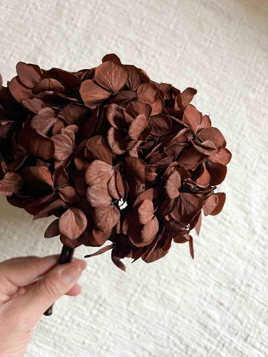 HYDRANGEA » premium preserved brown - COSIMO