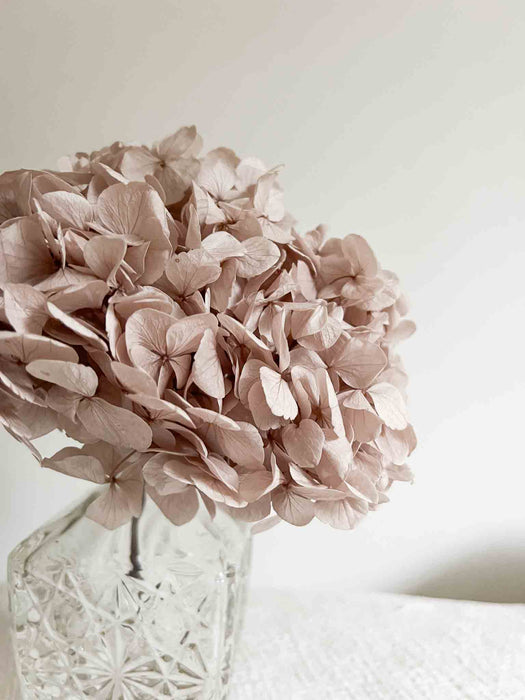 HYDRANGEA » premium preserved hazelnut - NADIR