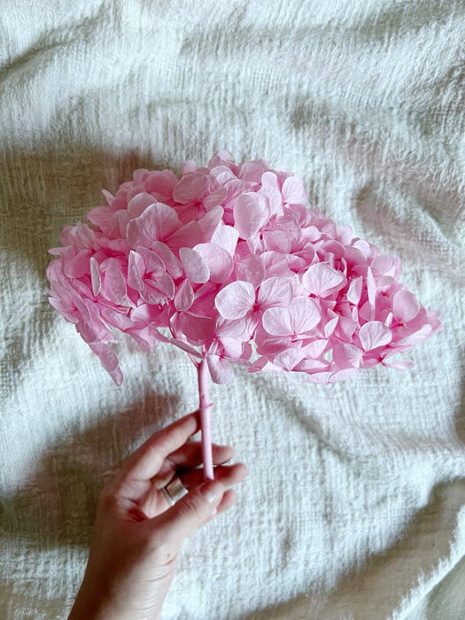 HYDRANGEA » baby pink preserved premium