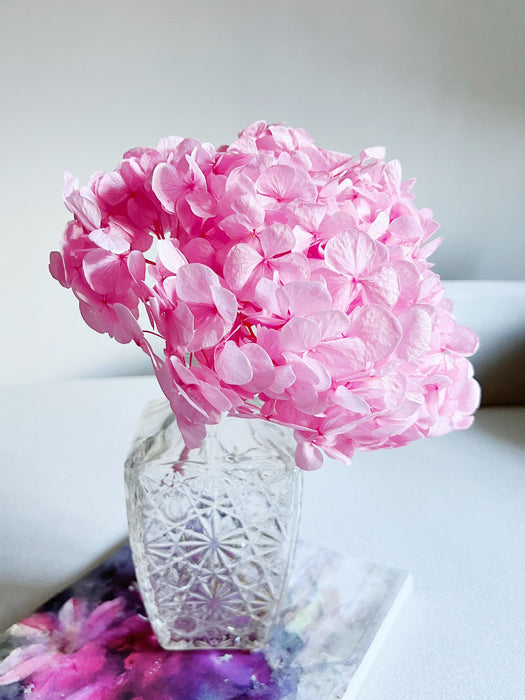 HYDRANGEA » baby pink preserved premium