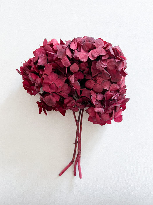 HYDRANGEA » magenta preserved standard