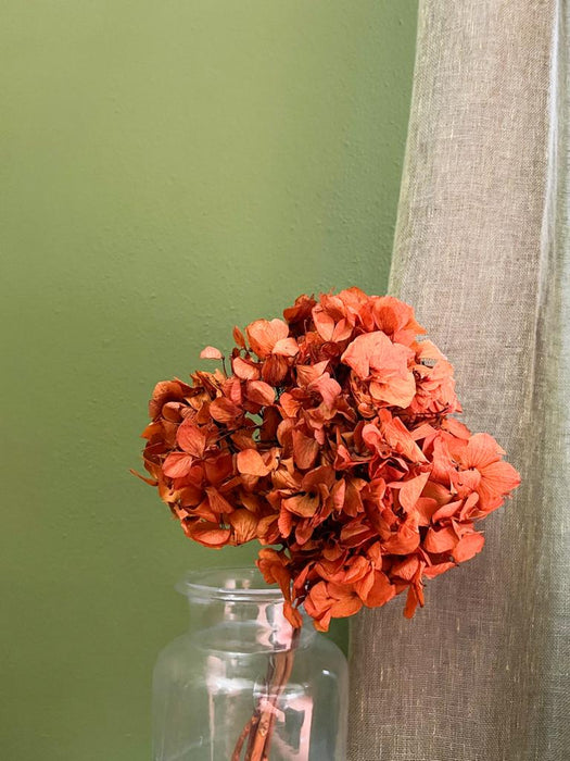 HYDRANGEA » orange preserved standard