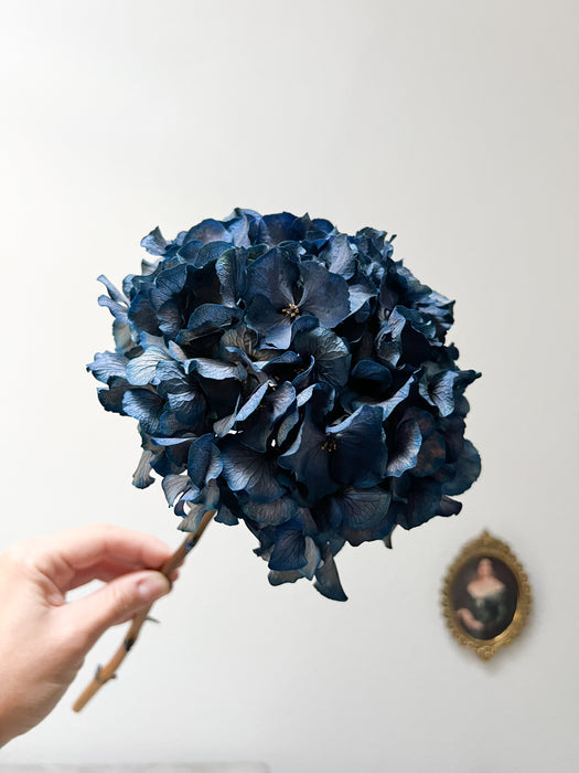 HYDRANGEA » blue preserved single stem extra