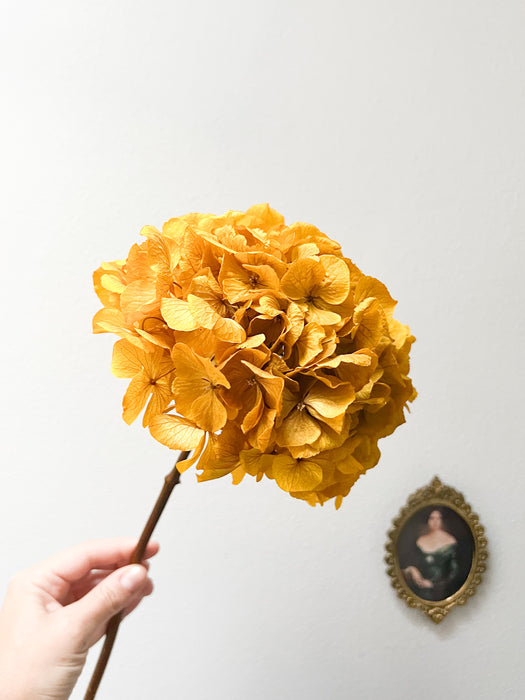 HYDRANGEA » yellow preserved single stem extra