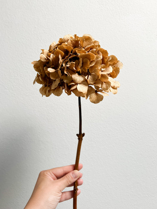 HYDRANGEA » natural preserved single stem extra