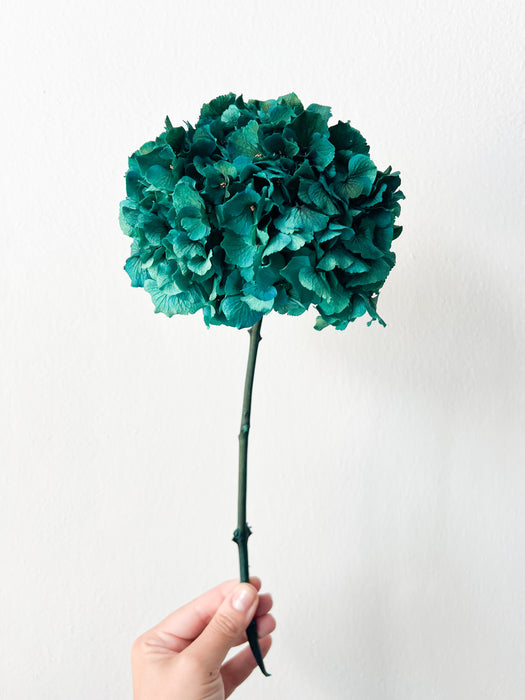 HYDRANGEA » teal preserved single stem extra