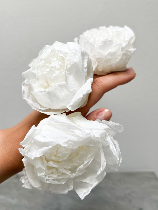 PEONY» white preserved