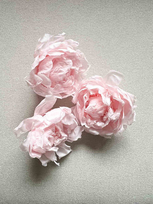 PEONY » pink preserved - MATILDE