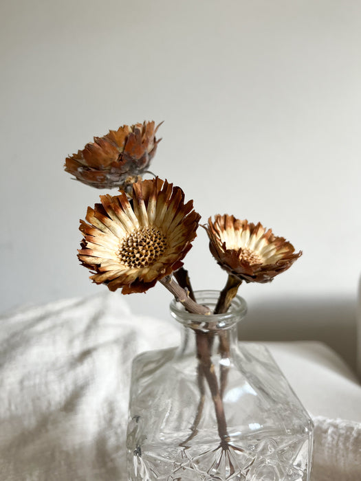 PROTEA ROSETTA » naturale - BRENDA