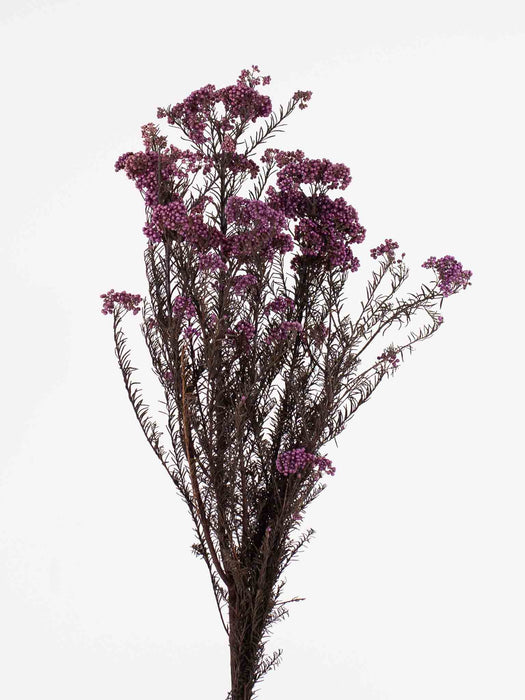 RICE FLOWER» purple preserved - FEDERICA