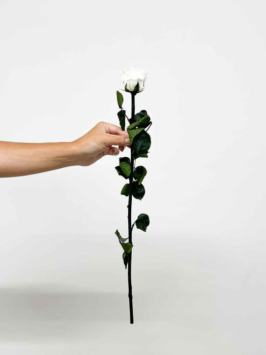 ROSA » white with stem preserved 50cm