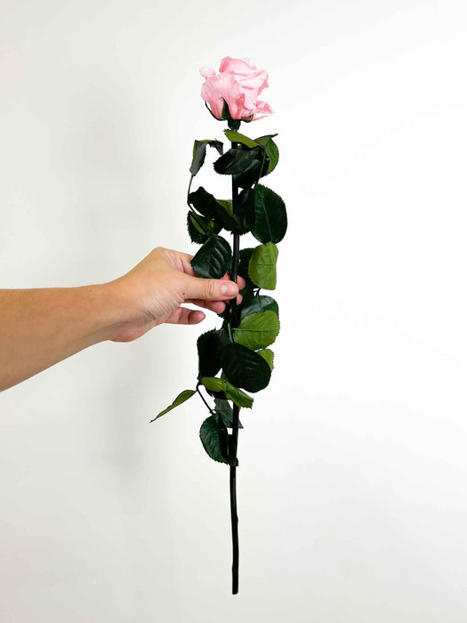 ROSA » light pink with stem preserved 50cm