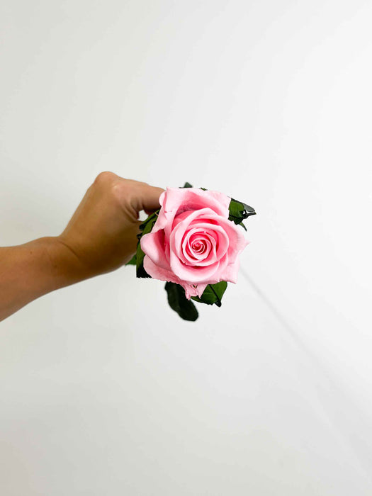 ROSA » light pink with stem preserved 50cm