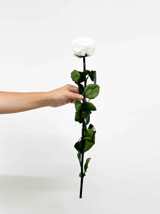 ROSA » white with stem preserved 50cm premium