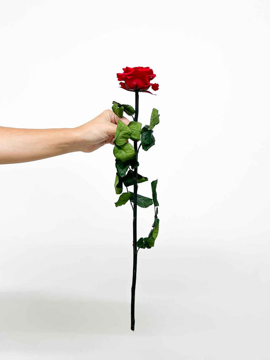 ROSA » red with stem preserved 50cm premium