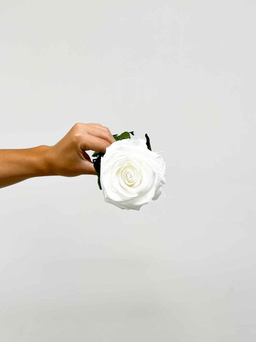 ROSA » white with stem preserved 50cm premium