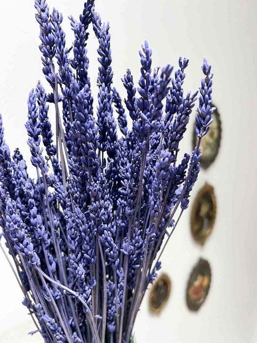 LAVENDER » preserved