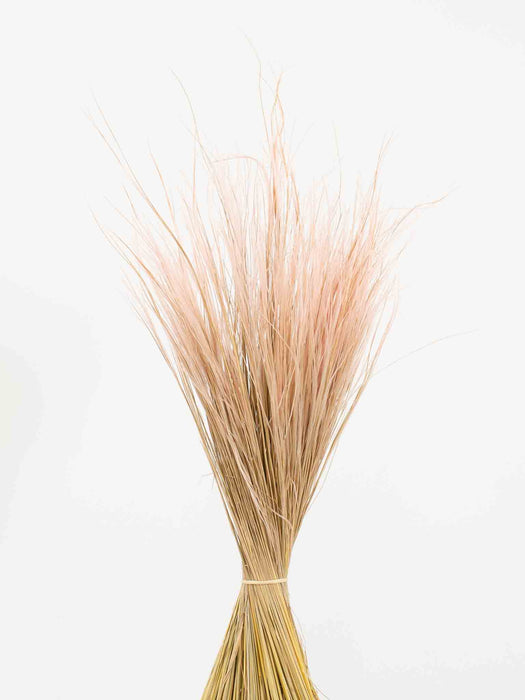 STIPA PENNATA » pink - IRMA