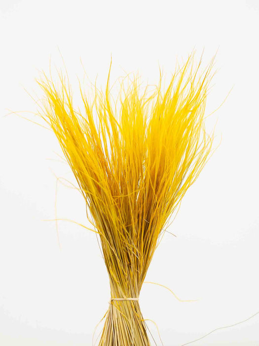 STIPA PENNATA » yellow - ELVIRA