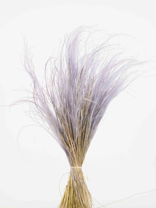 STIPA PENNATA » lavander - MARIA