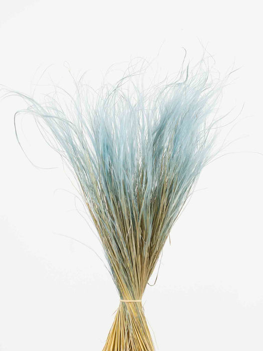 STIPA PENNATA » blue jeans - ELVIS