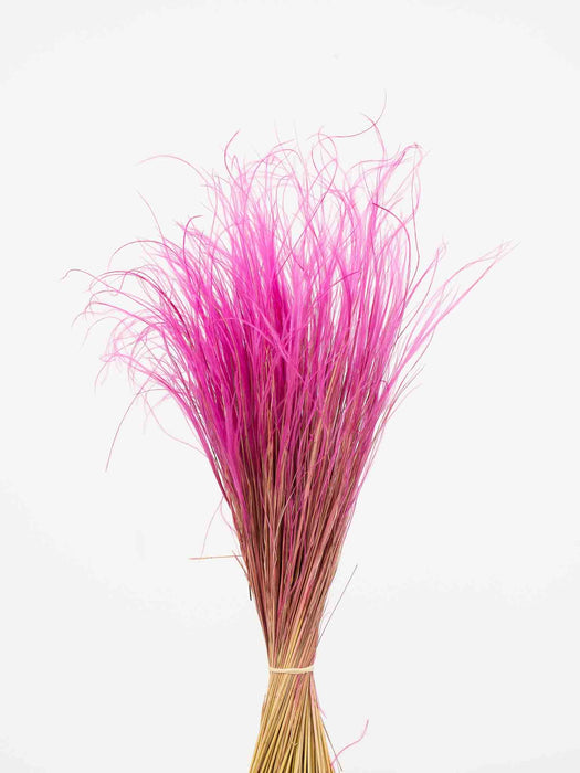 STIPA PENNATA » fucsia - EDNA