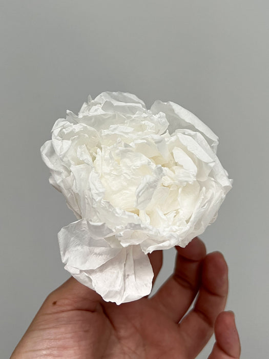 PEONY» white preserved